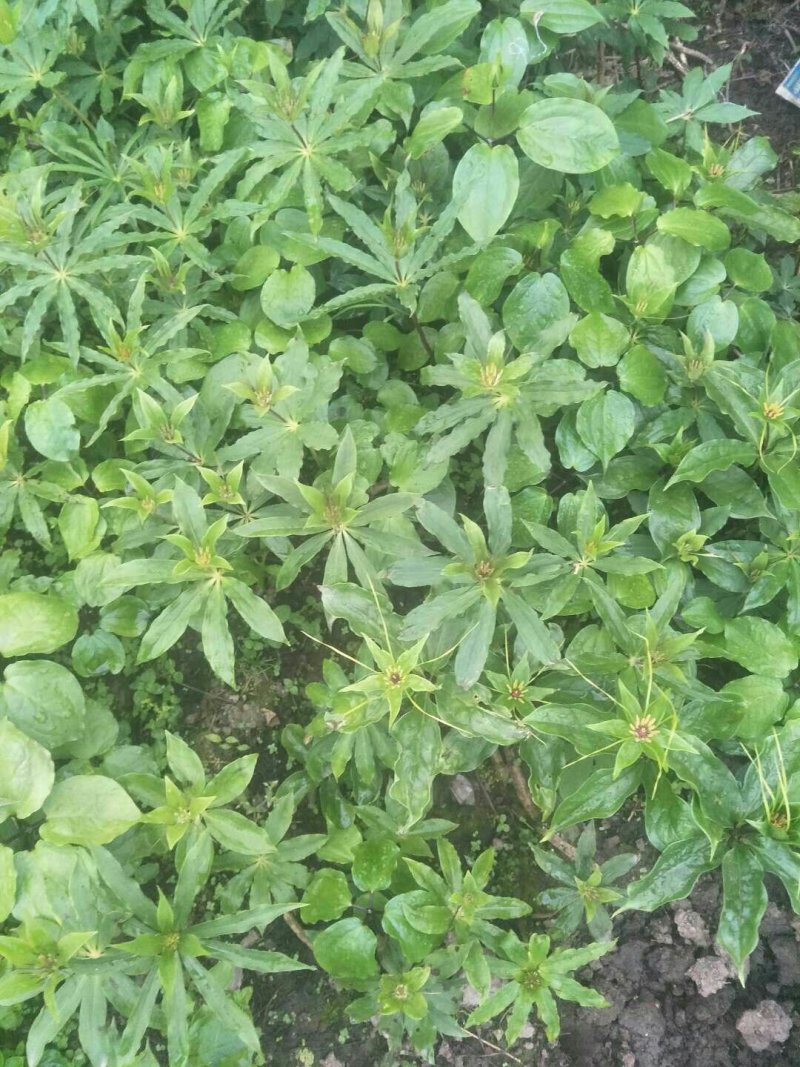 七叶一枝花重楼苗质量好价格优