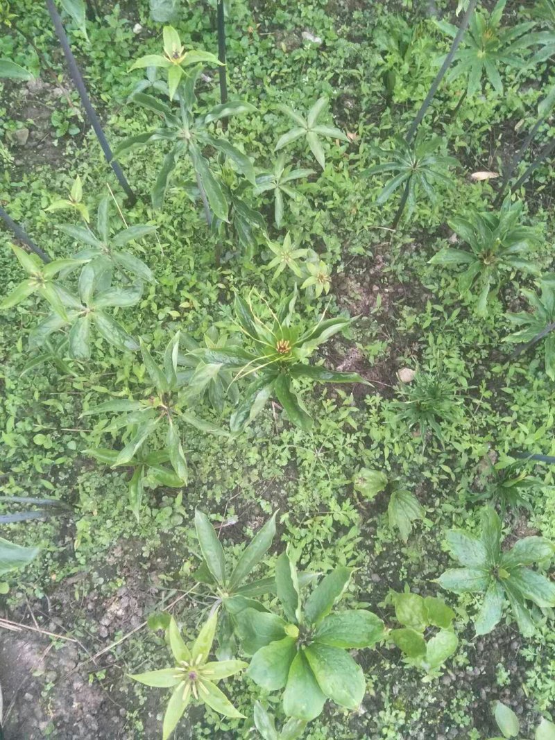 七叶一枝花重楼苗质量好价格优