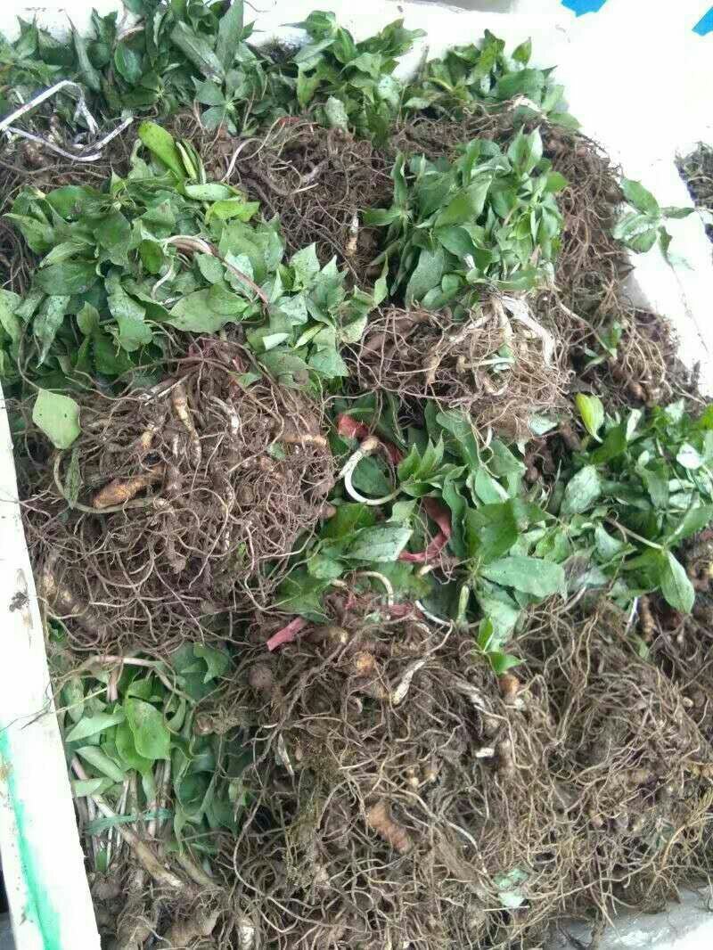 七叶一枝花重楼苗质量好价格优