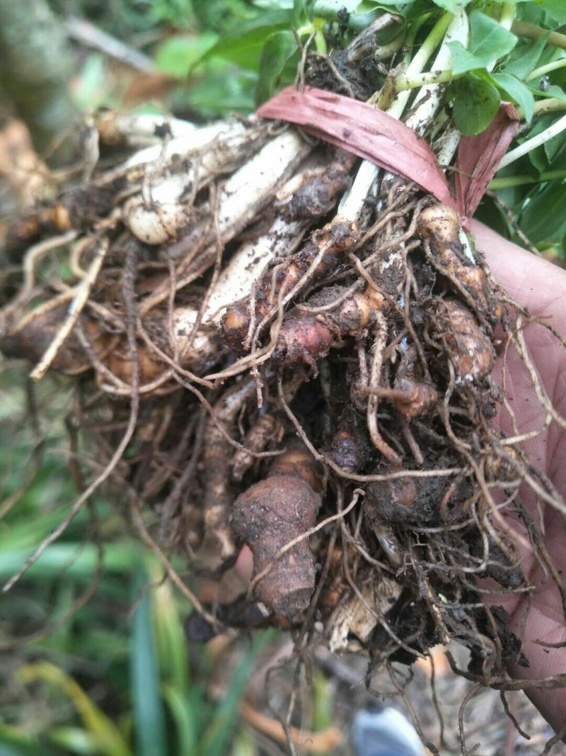 七叶一枝花重楼苗质量好价格优