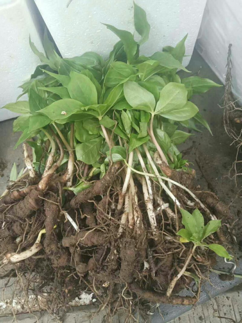 七叶一枝花重楼苗质量好价格优