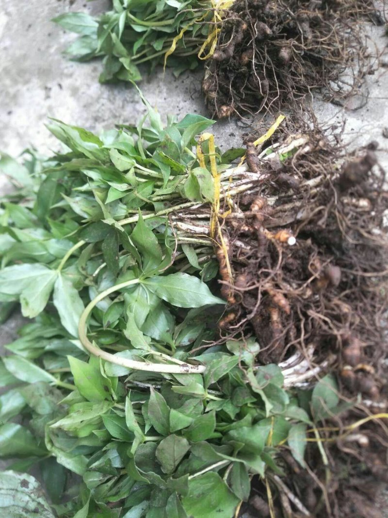 七叶一枝花重楼苗质量好价格优