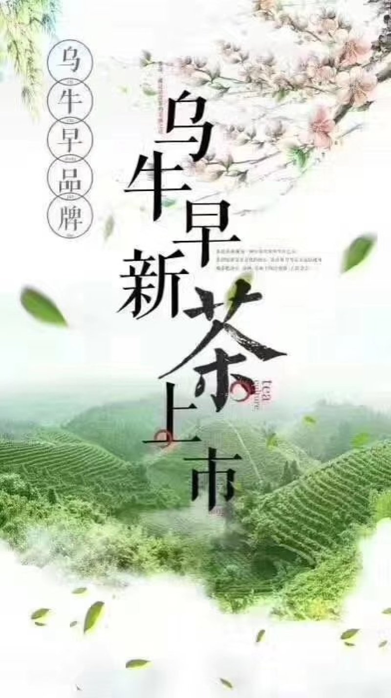 绿茶
