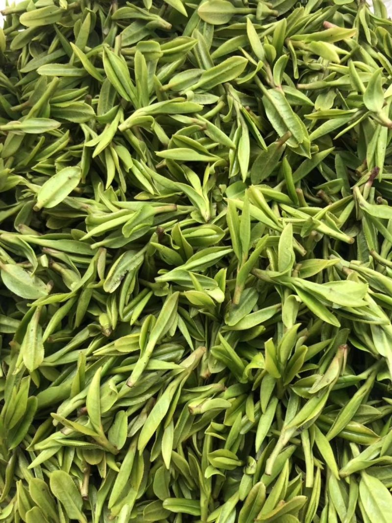 绿茶