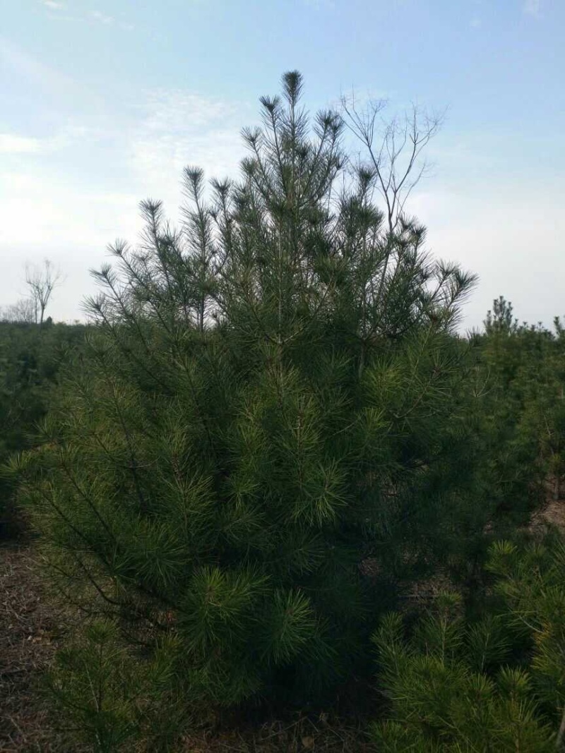 精品白皮松江苏白皮松树1米至3米基地直销量大从优
