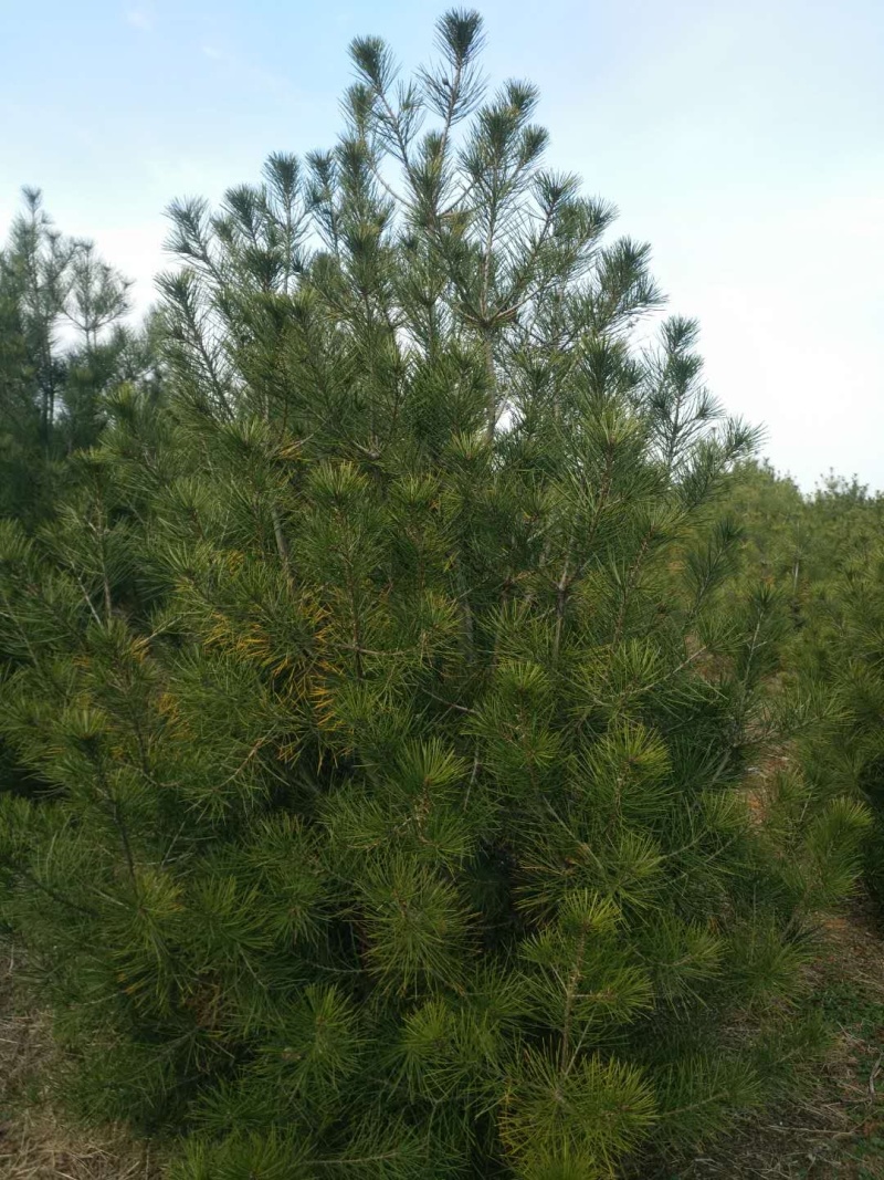 精品白皮松江苏白皮松树1米至3米基地直销量大从优