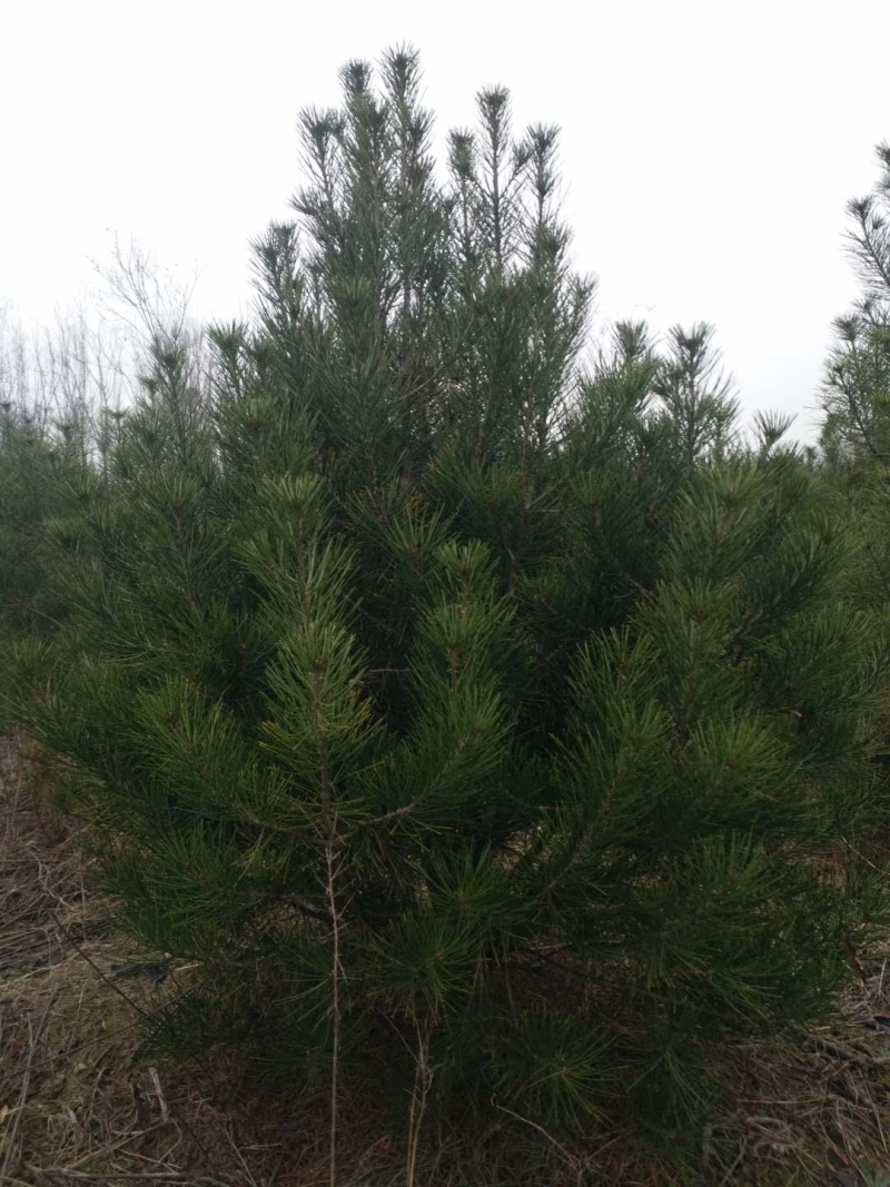 精品白皮松江苏白皮松树1米至3米基地直销量大从优