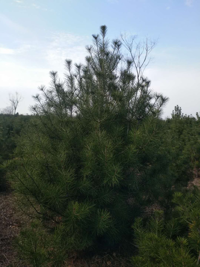 精品白皮松江苏白皮松树1米至3米基地直销量大从优