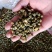 胎菊茶正品保证质量实图拍照无理由退货退款