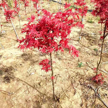 日本红枫，三季红、日本红枫红舞姬