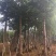 秋枫小苗20-200cm，大苗3-60公分，