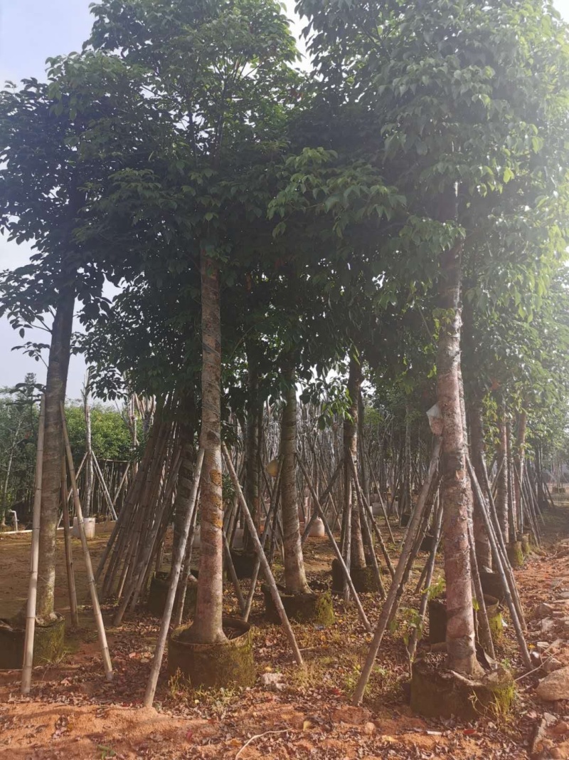 秋枫小苗20-200cm，大苗3-60公分，