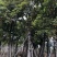 秋枫小苗20-200cm，大苗3-60公分，