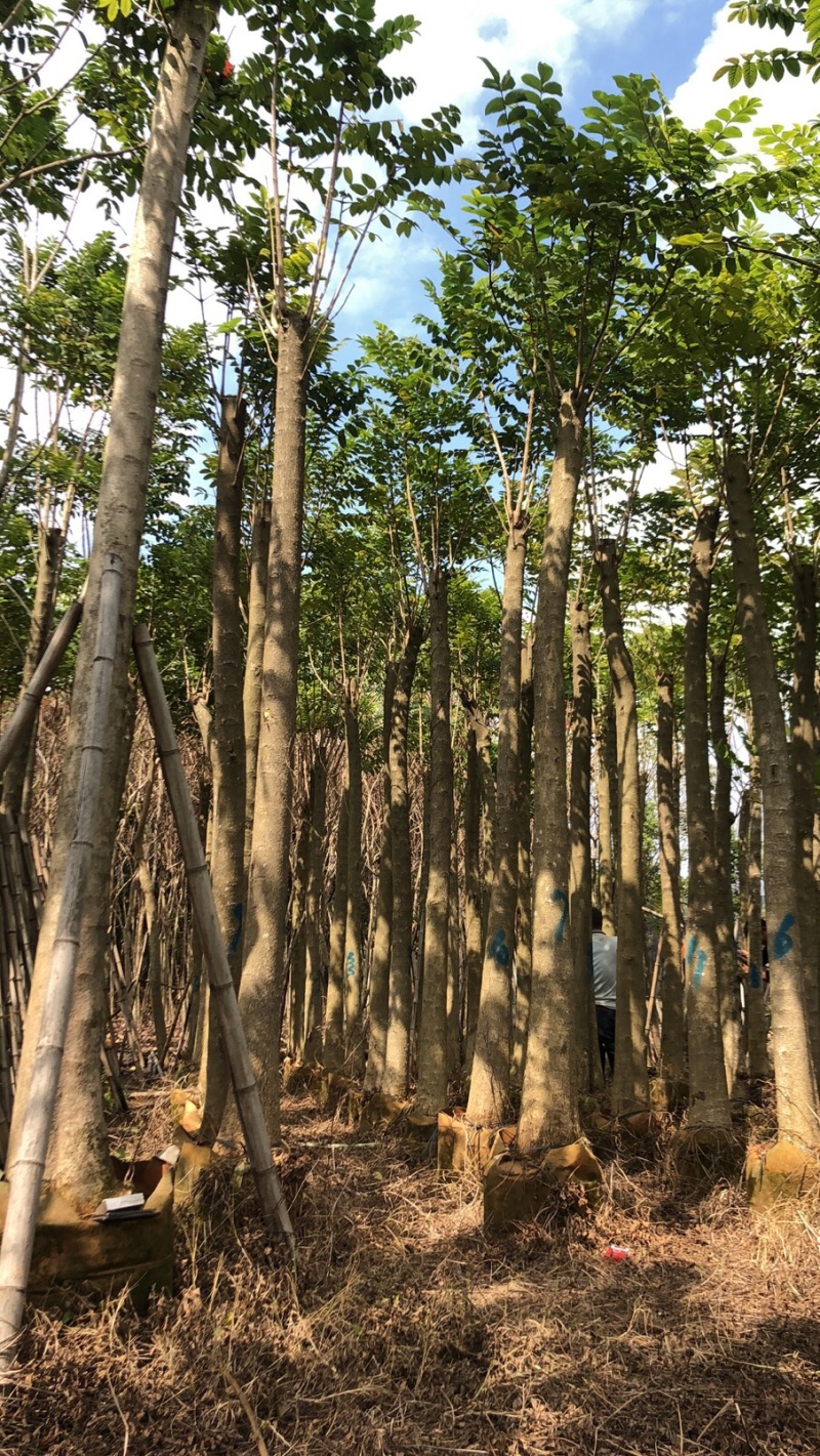 火焰木1-2米，1-28公分，规格齐全，质量杠杠滴，。，
