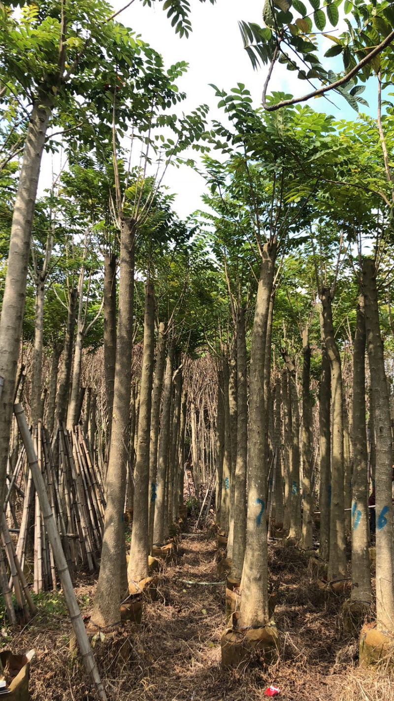 火焰木1-2米，1-28公分，规格齐全，质量杠杠滴，。，