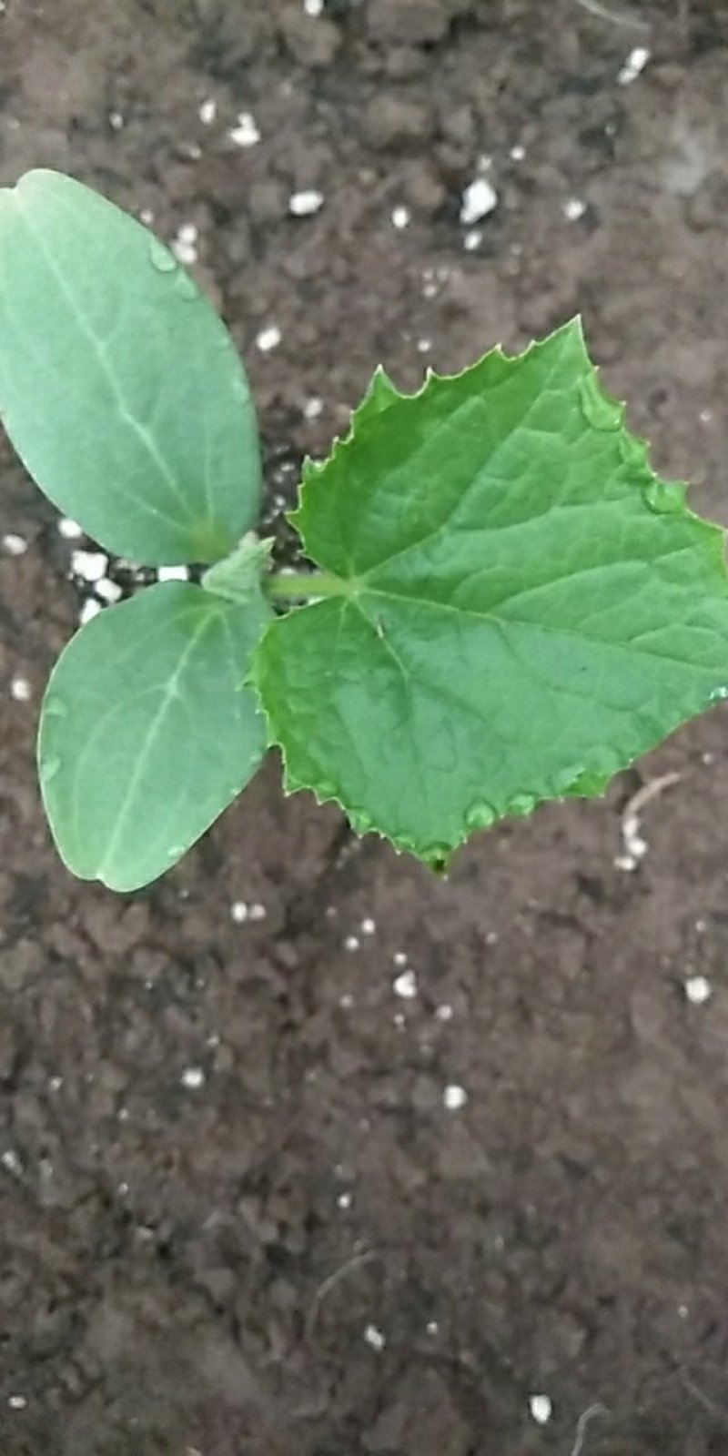 津绿26黄瓜苗
