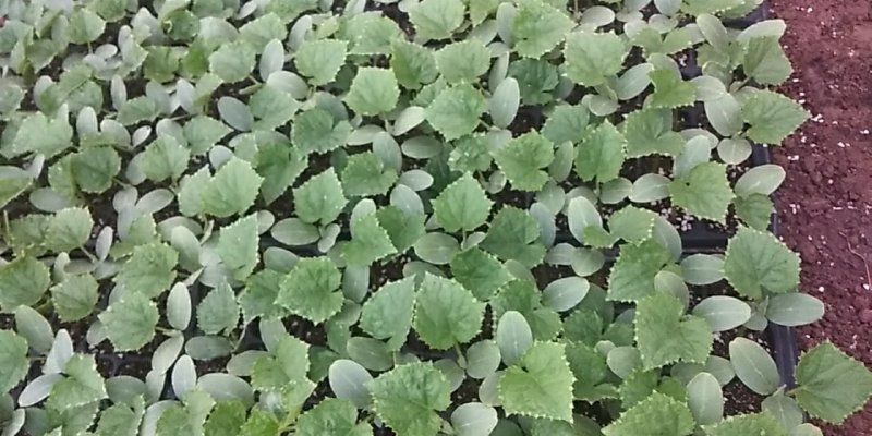 津绿26黄瓜苗