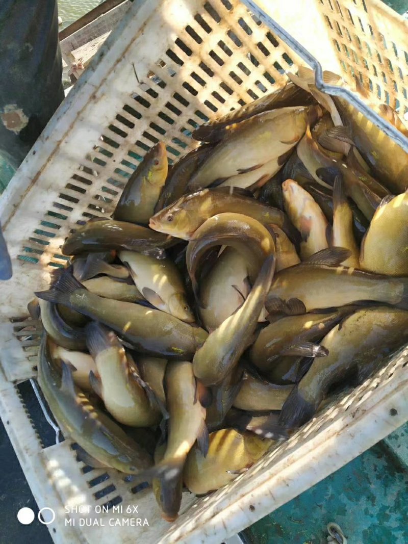丁桂