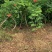 凌霄基地直发包成活现挖现卖量大从优下单包邮