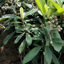 枇杷苗，小中大杯，白袋树苗