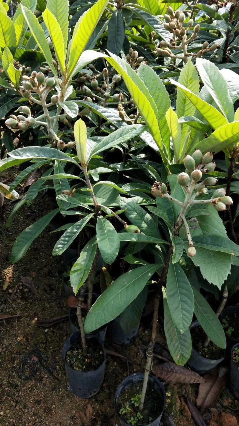枇杷苗，小中大杯，白袋树苗