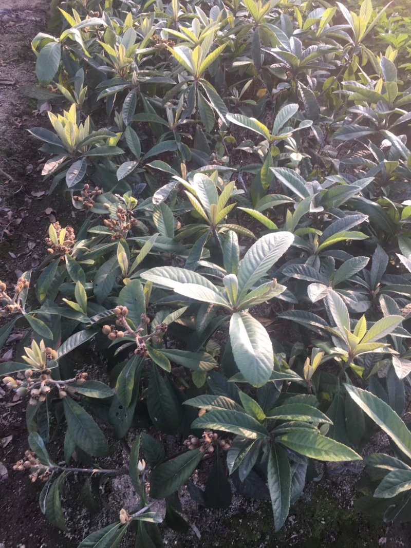 枇杷苗，小中大杯，白袋树苗