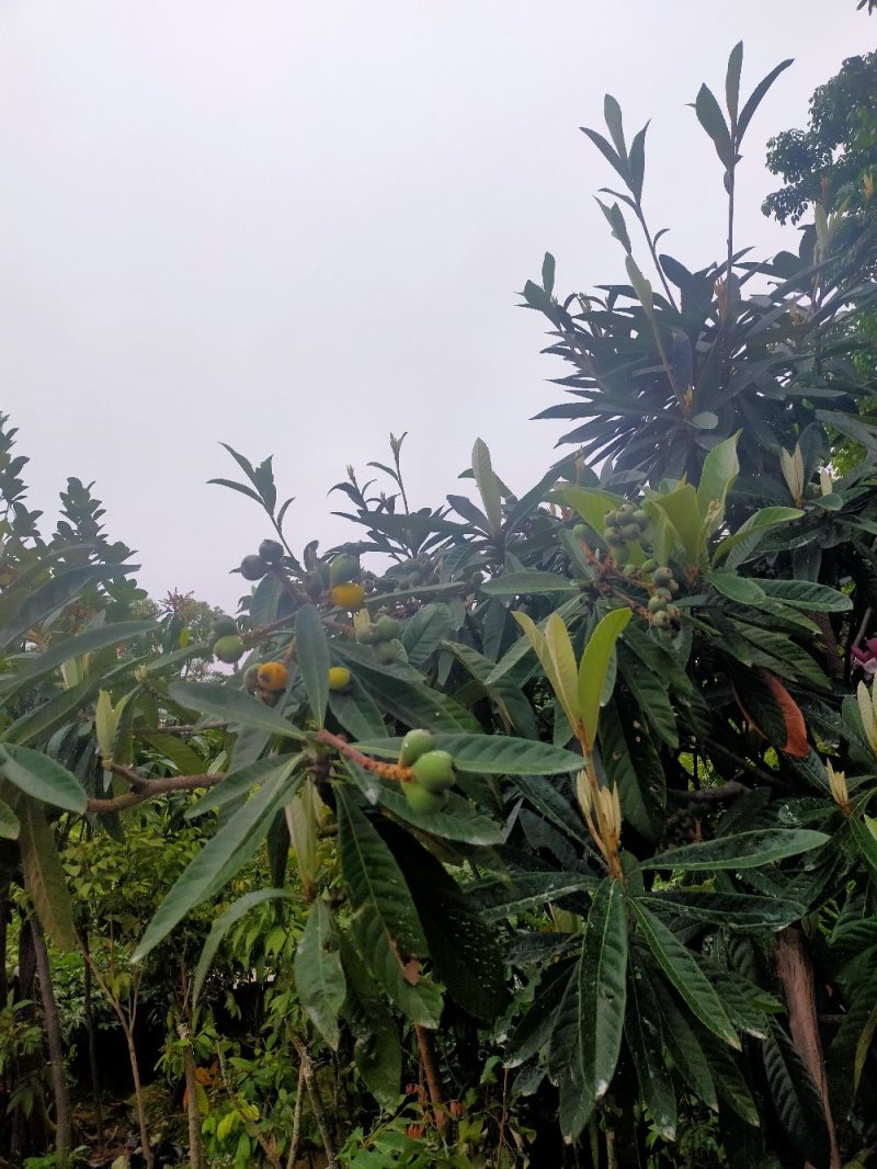 枇杷苗，小中大杯，白袋树苗