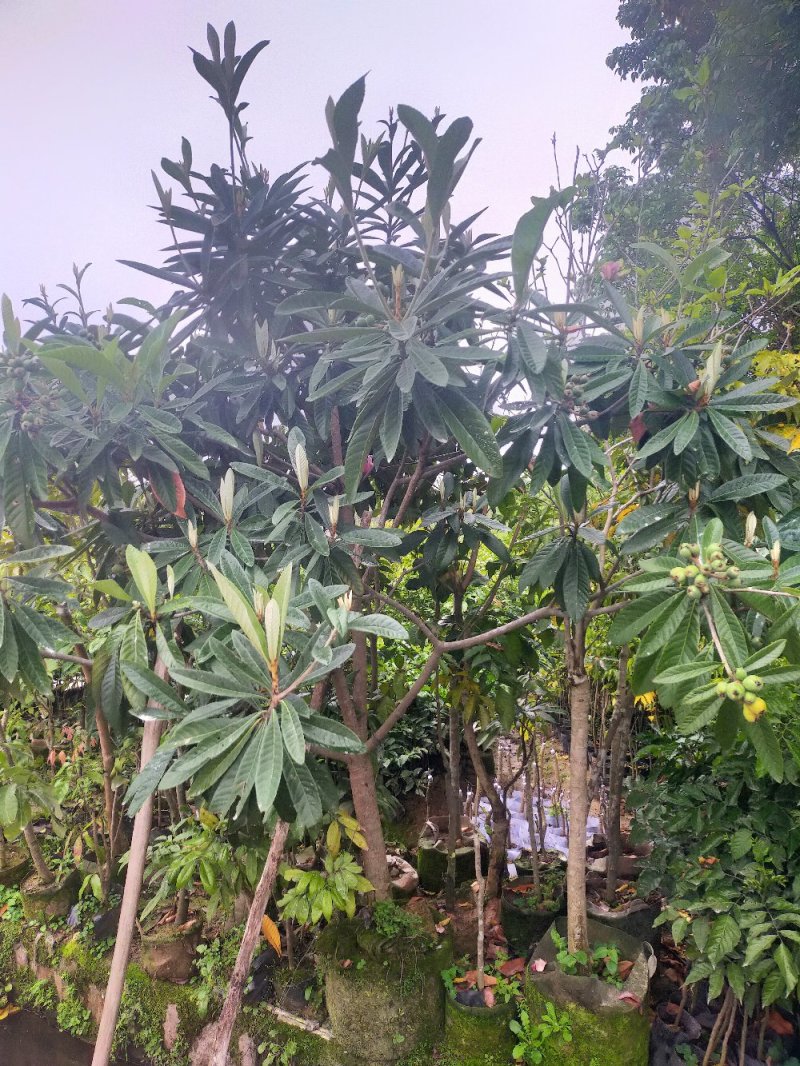枇杷苗，小中大杯，白袋树苗