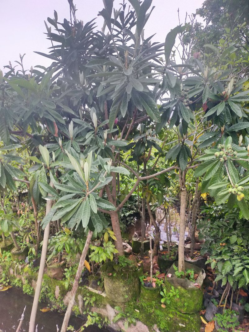 枇杷苗，小中大杯，白袋树苗