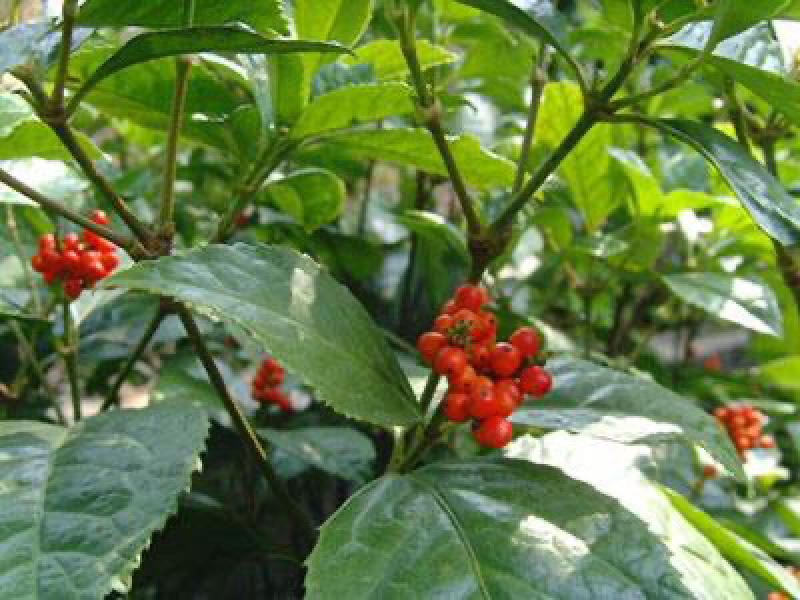 肿节风肿节风九节茶、九节风、接骨莲、草珊瑚