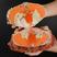 精品《面包蟹》速冻面包蟹大小规格面包蟹红膏蟹