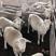 纯种澳洲白澳洲白种公羊活体出售澳洲白母羊澳洲白羊羔