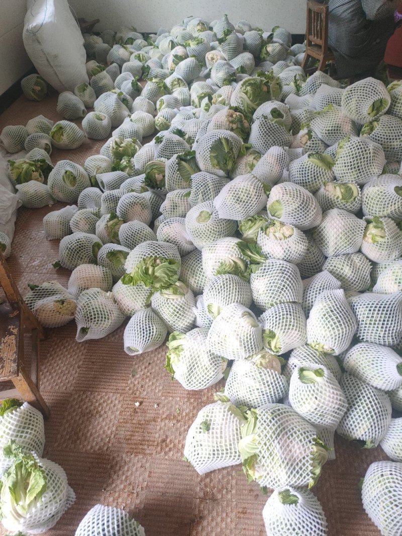 陕西菜花乳白大量有货，加工厂货产品量大质量好颜色白