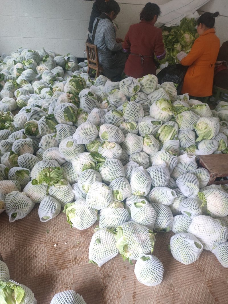 陕西菜花乳白大量有货，加工厂货产品量大质量好颜色白