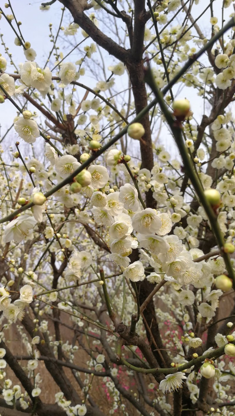 绿梅，绿鄂梅花，河南鄢陵货源，自己苗圃一手货源无中介。
