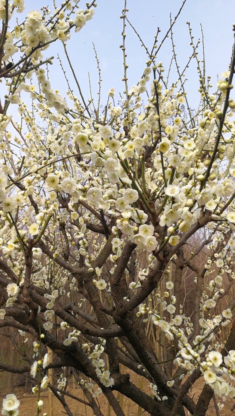 绿梅，绿鄂梅花，河南鄢陵货源，自己苗圃一手货源无中介。