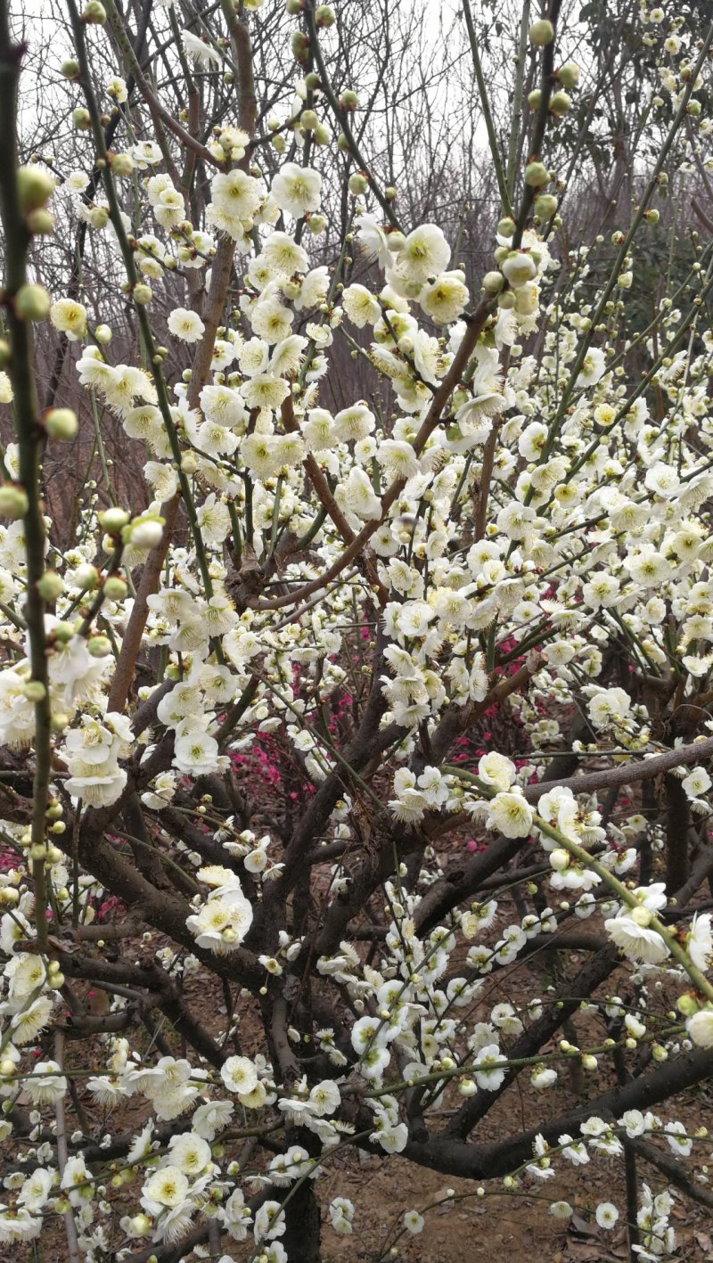 绿梅，绿鄂梅花，河南鄢陵货源，自己苗圃一手货源无中介。