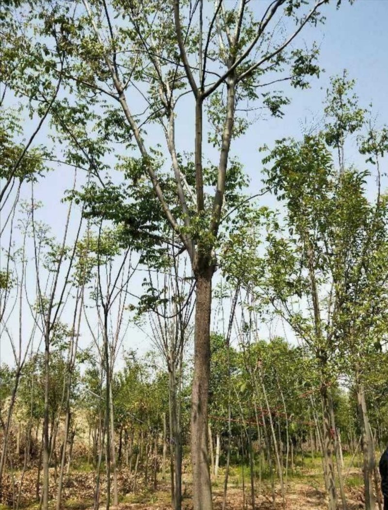 栾树：根系发达质量有保证价格合理可以实地考察支持线上