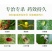 阿维乙螨唑杀螨剂中科红蜘蛛黄蜘蛛柑橘月季蔬菜200克