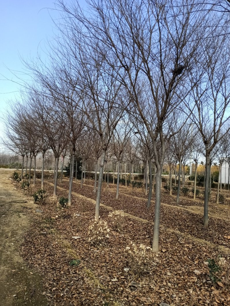 自产自销精品嫁植3年胸径10-15公分榉树，成活率高。
