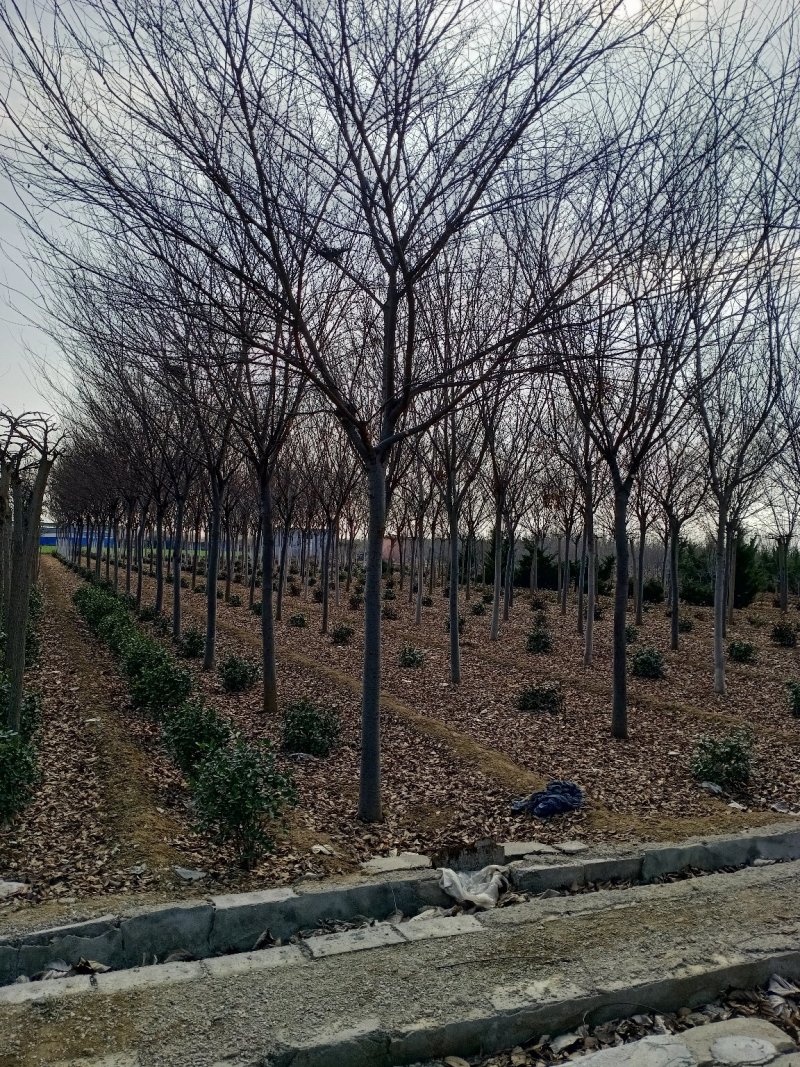 自产自销精品嫁植3年胸径10-15公分榉树，成活率高。