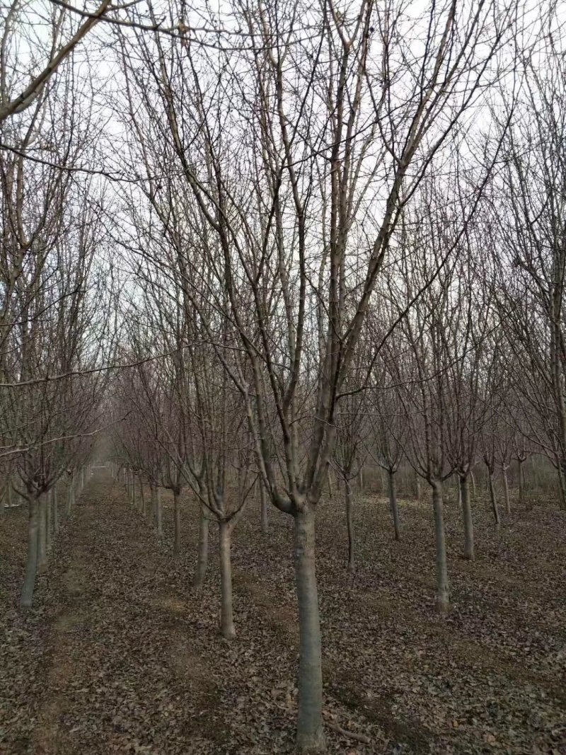 紫叶李：根系发达质量有保证价格合理可以实地考察支持线上
