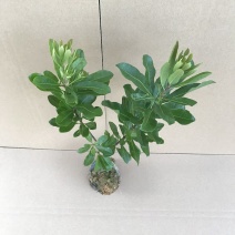 杨梅苗，小中大杯，白袋树苗