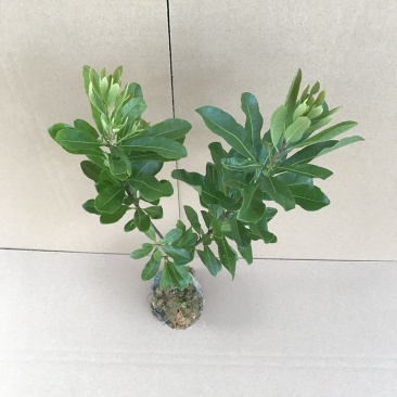 杨梅苗，小中大杯，白袋树苗