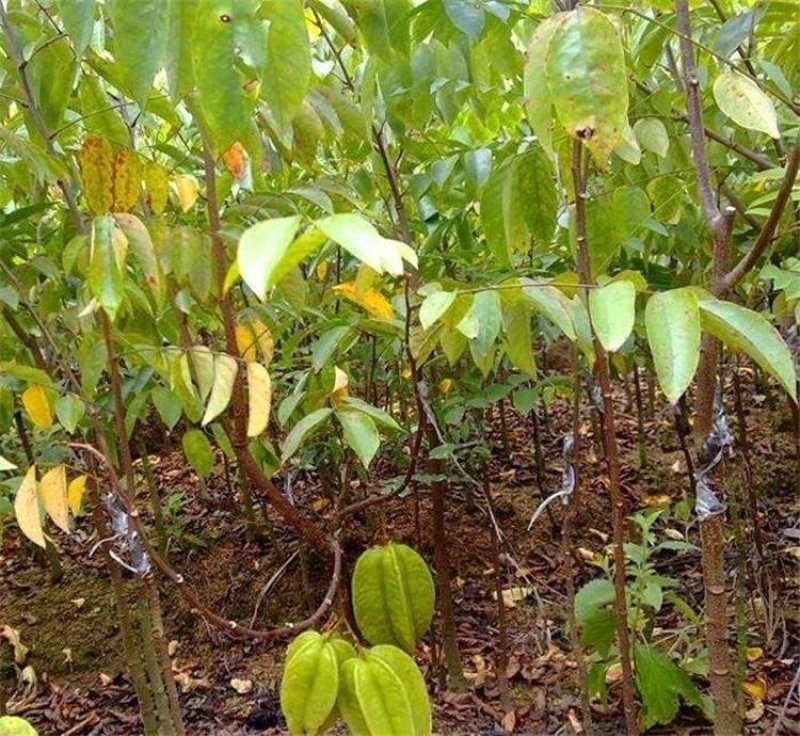 杨桃苗小中大杯，白袋树苗