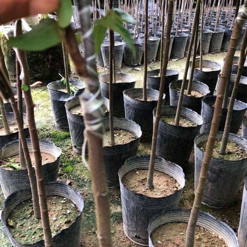 杨桃苗小中大杯，白袋树苗