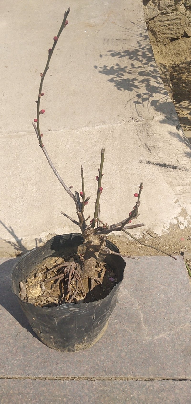 红梅花树苗盆景盆栽树桩老桩冬季原生苗地栽骨里红梅花室内绿