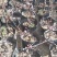 红梅花树苗盆景盆栽树桩老桩冬季原生苗地栽骨里红梅花室内绿