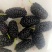 桑葚苗，小中大杯，白袋树苗