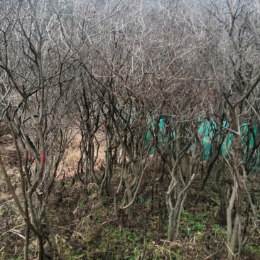 映山红全冠熟桩